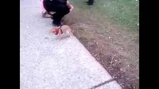 Wind  blow the dog away from the owner