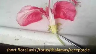 About hibiscus flower structure