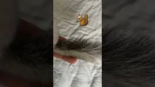 HAVE YOU SEEN THIS CHINCHILLAS TAIL?? 🤯