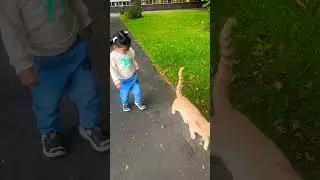 Joy with pussy cat | baby shorts |  