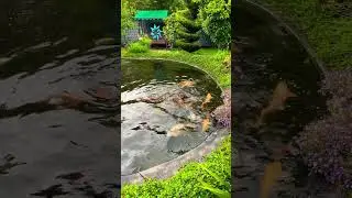 Пруд возле Дома/Всё своими руками/Аппетит хоть отбавляй￼