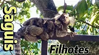 Saguis filhotes  #sagui