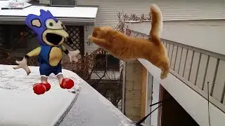 Sonic Cat