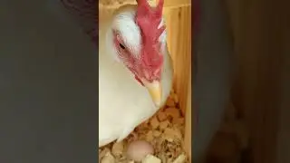 Ophie laid an egg! almost caught in the act 🙃 | backyard chickens
