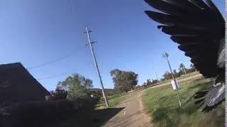 Another Spring day commuting in Canberra