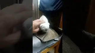 первое знакомство с кошками