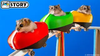 Hamsters on the World's Largest Roller Coaster in the Amusement Park Maze 🐹 Homura Ham Pets