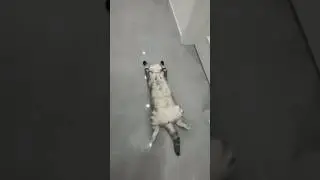 What a cat day #cat #chillmusic #chillvibes