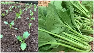 Growing spinach - Chinese green organic growing