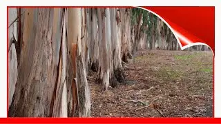 12 Species Of Gum Trees 🛋️
