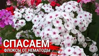 Спасаем флоксы от нематоды | Как спасти флоксы от нематоды