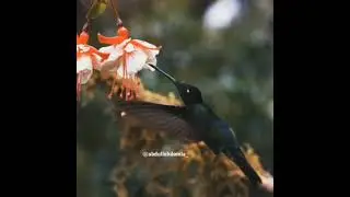 Зам зам суви