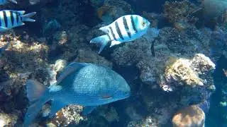 Пляж Red sea The grand hotel sharm