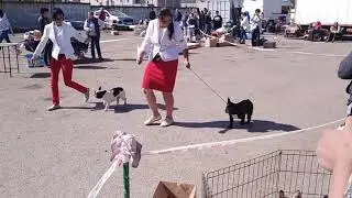 ВЫСТАВКА ФРАНЦУЗСКИХ БУЛЬДОГОВ // ОКРАСЫ ФРАНЦУЗСКИХ БУЛЬДОГОВ