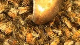 Beekeeping: A Huge Swarm Turning Up.