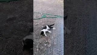 Taşla oynamayı çok sever #kedivideoları #kedi