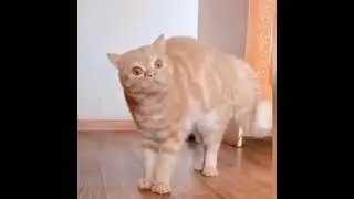 Смешные животные ТИКТоК