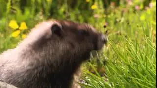 vlc record 2015 08 20 13h44m40s Wildlife in HD