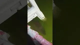 карп в басейне