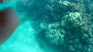Snorkeling at 2 Steps Hawaii