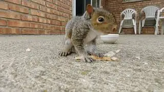 Baby Squirrel