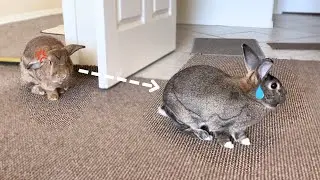 Rabbits Fight Like a Human Couple and Make Up!🐰😅