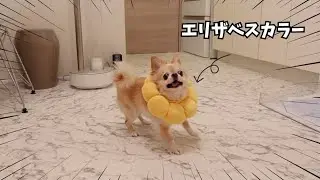 手術後なのにあるものを食べて元気すぎる犬がこちらです
