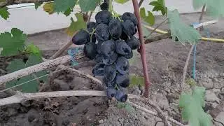 ГФ ВИНОГРАДА: ПЕЦОВЫЙ БЕЛЫЙ,ПЕРЦОВЫЙ ЧЁРНЫЙ (КАЛУГИН  В.М.) 04.08.2024г.