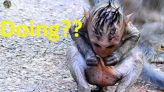 Oh God , Too small Timo very sad get ant bite | Pity Tiny Timo cry cry call mom Tima help |