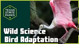 Winged Wonders: Exploring Bird Adaptations with Craig Hensley