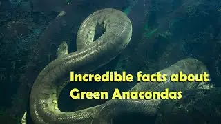 Incredible facts about Green Anacondas