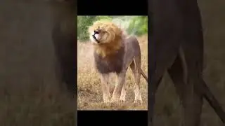 C.Ronaldo & lion.Legendary num 7