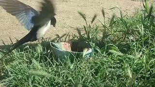 #ласточка готовит строй материал для гнезда