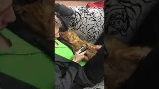 Мейн- кун Сэм спит на груди сына.