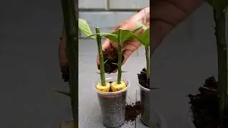 How to propagate lemon plant feom cutting | कटिग से नीबू का पौधा कैसे उगाएं #shorts  #gardening