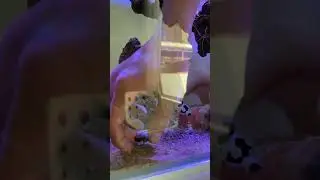 Update Refftank