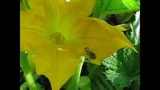 Пчела и цветок.Bee and flower
