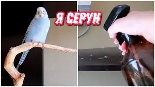 Прибирання у папужки💩Як я борюсь з какашками папужки?