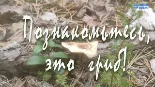 Познакомьтесь, это гриб! Трутовик зимний.