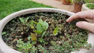 Como Germinar Semente de Cagaita
