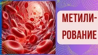 Метилирование как ключ к здоровью.