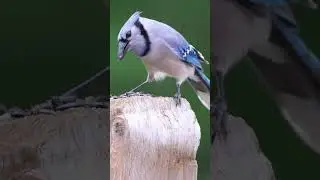 Blue Jay Cracking Seeds !  #wildlife #wildlifephotograph #birds #birding #birdphotography