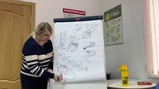 2.Работа и иммунитет клетки