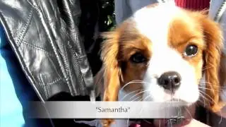 Cavalier King Charles Spaniel Puppy