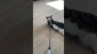 Моя булочка