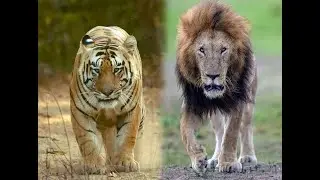 A positive photo of the male lions in various regions challenging the son of Jay —Bari