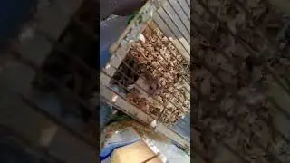VIDEO0036.mp4