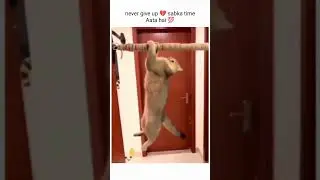 Cat Attitude Watch Till The End #shorts #youtubeshorts #cat #catattitude
