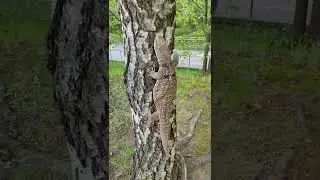 Первая прогулка Чарли(в этом году)К вопросу как лазают вараны по дереву