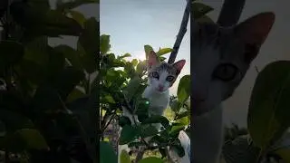 Cutest Kitty Ever? Watch and Decide! 😍 #shorts #cutekitty #cat #cuteshorts